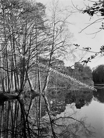 TREES AND LAKE